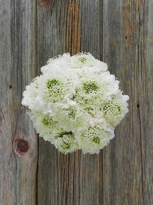 MILK SCOOP WHITE SCABIOSA